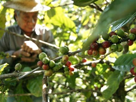 coffee farm in batangas|Farm To Table: Kapeng Barako 101 in Ibaan, Batangas Urban .